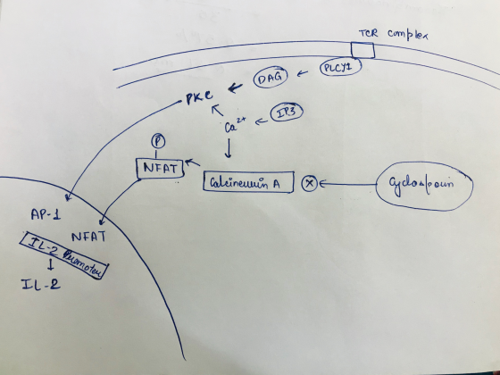 complex Picha & DAG & -oke NEAT [calcinemmin A DE Cyclospoun AP-1 com TIL-2 NEAT Promoten IL-2