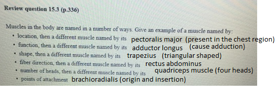 Review question 15.3 (p.336) Muscles in the body are named in a number of ways. Give an example of a muscle named by: locatio