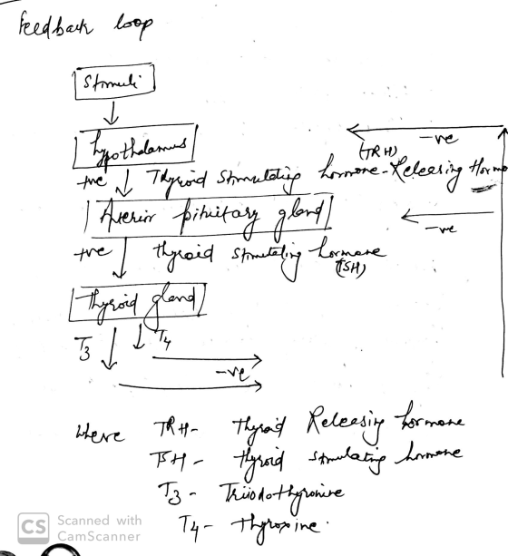 feedback loop the the N I hyroid Shimalating hormone-Releasing for me Averir pinitary gland) Kre where the - TH- Toa Thyroid