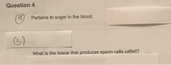 Question 4 Pertains to sugar in the blood. What is the tissue that produces sperm cells called?