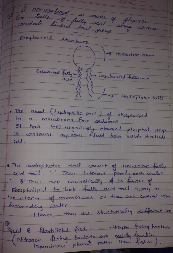 且_phosphalaplet phasphak Phospholipld orth a すHydrophitit. hood → Unsaturated Rtty acid acid rv IC phes lhi pi acid tail, Thu