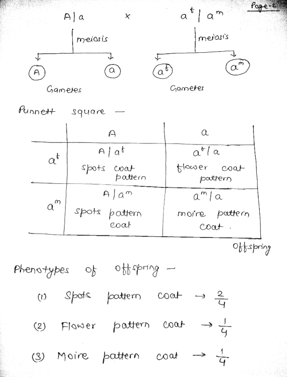 merosis aL Gamejer funnet square Aa Spots coat patern A a a la Spots patterr moiro pattern Coat eoat Phenotypes 양 ottcpring