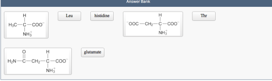 Answer Bank Leu histidine Thr H3C-c-coo TOOC-CH2-c-COO NH3 NH3 glutamate H2N-C-CH2-C-Coo NH3