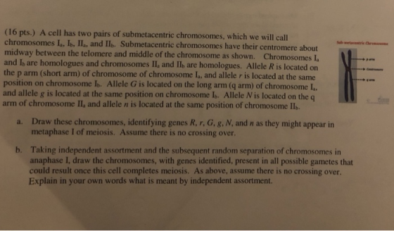 (16 pts.) A cell has two pairs of submetacentric chromosomes, which we will call chromosomes I, Is, Il, and Ilb. Submetacentr