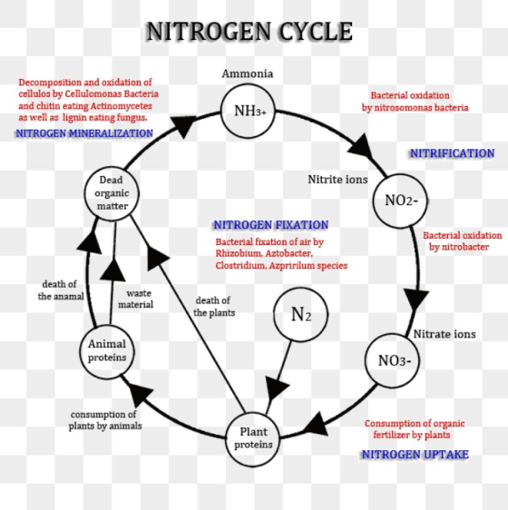 NITROGEN CYCLE Ammonia Decomposition and oxidation of cellulos by Cellulomonas Bacteria and chitin eating Actinomycetes as we