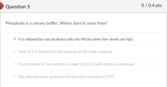 Question 5 0/0.4 pts Phosphate is a urinary buffer. Where does it come from It is released by macula densa cells into filtrate when Na+ levels are high. Most of it is filtered into the nephron at the renal corpuscle It is produced by the reaction of water and CO2 with carbonic anhydrase. The adrenal cortex produces this from the hydrolysis of ATP