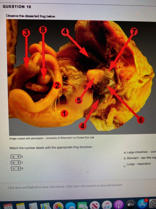 QUESTION 10 Observe the dissected frog below 8 2 5 6 Image copied with permission. University of Wisconsin La Crosse Zoo-Lab