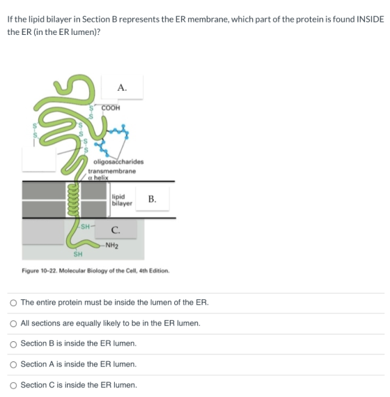 If the lipid bilayer in Section B represents the ER membrane, which part of the protein is found INSIDE the ER (in the ER lum