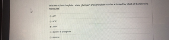 In its non-phosphorylated state, glycogen phosphorylase can be activated by which of the following molecules? 0 АТР ADP AMP g