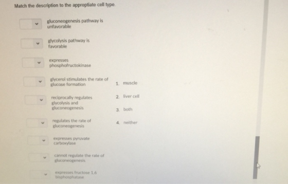 Match the description to the approptiate cell type gluconeogenesis pathway is unfavorable glycolysis pathway is favorable exp