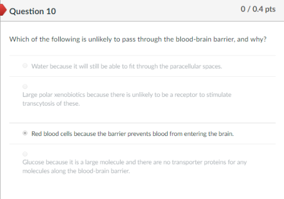 Question 10 0/0.4 pts Which of the following is unlikely to pass through the blood-brain barrier, and why? Water because it will still be able to fit through the paracellular spaces. Large polar xenobiotics because there is unlikely to be a receptor to stimulate transcytosis of these. Red blood cells because the barrier prevents blood from entering the brain Glucose because it is a large molecule and there are no transporter proteins for any molecules along the blood-brain barrier.