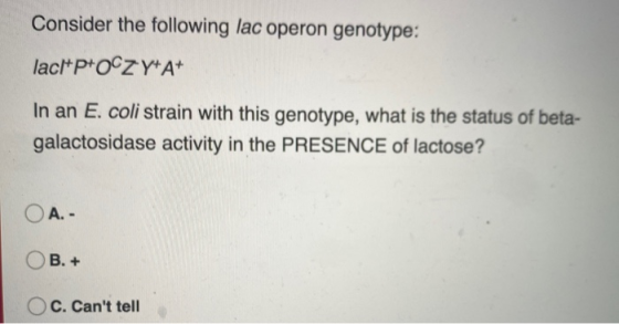Consider the following lac operon genotype: laci+P+OCZY+A+ In an E. coli strain with this genotype, what is the status of bet