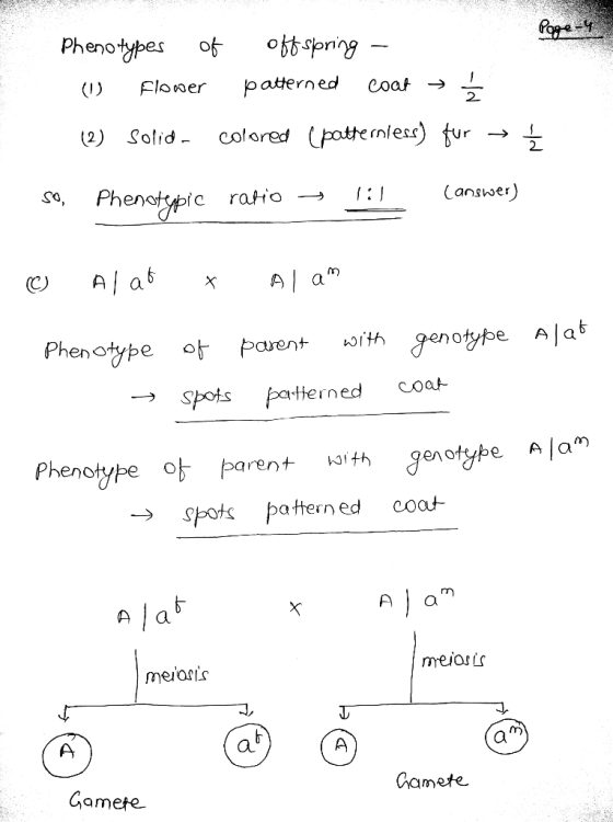 Phenotybes o () Flower patterned Coar → 2 (2) Solid- colored Cpatternes) tur → 2. 1:1 Phen tw c ratio → so, A am Phenotype o