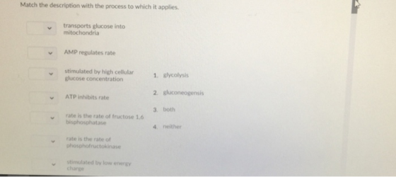 Match the description with the process to which it applies transports glucose into mitochondria AMP regulates rate stimulated