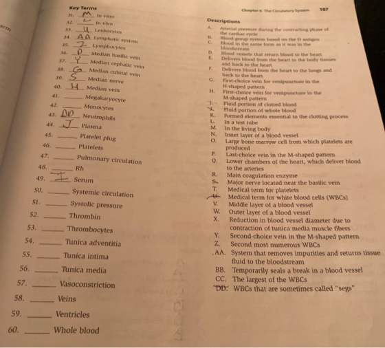 Chapter The Country System 107 OUDT 35. Key Terms 31. M in vitro In vivo 33. U Leukocytes 34. AA Lymphatic system Lymphocytes