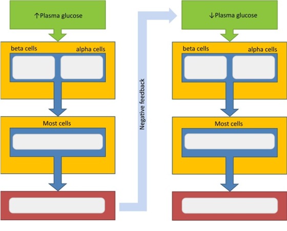1 Plasma glucose Plasma glucose beta cells alpha cells beta cells alpha cells Negative feedback TEH Most cells Most cells