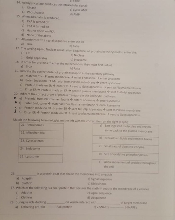 14. Adenylyl cyclase produces the intracellular signal: a) Kinase b) Phosphatase c) Cyclic AMP d) AMP 15. When adrenalin is produced PKA is turned off a) b) PKA is turned on c) Has no effect on PKA d) None of the above 16. All proteins with a signal sequence enter the ER 17. The sorting signal, Nuclear Localization Sequence, all proteins in the cytosol to enter the 18. In order for proteins to enter the mitochondria, they must first unfold 19 Indicate the correct order of protein transport in the secretory pathway a) True b) False a) ER b) Golgi apparatus c) Nucleus d) Lysosome a) True b) False a) Material from Plasma membraneenter Endosome enter Lysosome b) Enter Endosome Material from Plasma membrane enter Lysosome c) Protein made on ER enter ER -sent to Golgi apparatus sent to Plasma membrane d) Enter ER Protein made on ER - sent to plasma membrane -> sent to Golgi apparatus 20. Indicate the correct order of protein transport in the Endocytic pathway A e) Material from Plasma membrane enter Endosome > enter Lysosome 6 f Enter Endosome - Material from Plasma membrane enter Lysosome c g) Protein made on ER enter ER sent to Golgi appar atus sent to Plasma membrane dh)Enter ER>Protein made on ER sent to plasma membranesent to Golgi apparatus Match the following terminologies on the left with the correct item on the right (12pts a) Sort ingested molecules and recycle 21. Peroxisomes 22. Mitochondria 23. Cytoskeleton 24. Endosome 25 Lysosome some back to the plasma membrane b) Breakdown lipids and remove toxins c) Small sacs of digestive enzyme d) Site of oxidative phosphorylation e) Allow movement of vesicles throughout the cell is a protein coat that shape the membrane into a vesicle a) Adaptin b) Clathrin c) Signal sequence d) Ubiquinone 27. Which of the following is a coat protein that secures the clathrin coat to the membrane of a vesicle? a) Adaptirn b) Clathrin c) Signal sequence d) Ubiquinone on vesicle interact with of target membrane 28, During vesicle docking Rab protein a) Tethering protein