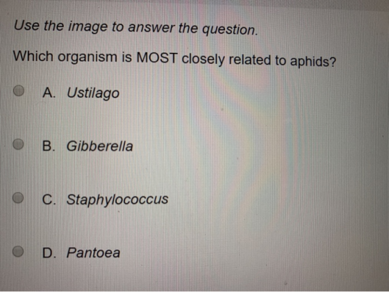 Use the image to answer the question. Which organism is MOST closely related to aphids? A. Ustilago o B. Gibberella C. Staphy