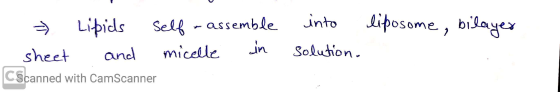 liposome, bilayer - Lipids self - assemble - sheet and micelle in CScanned with CamScanner into solution.