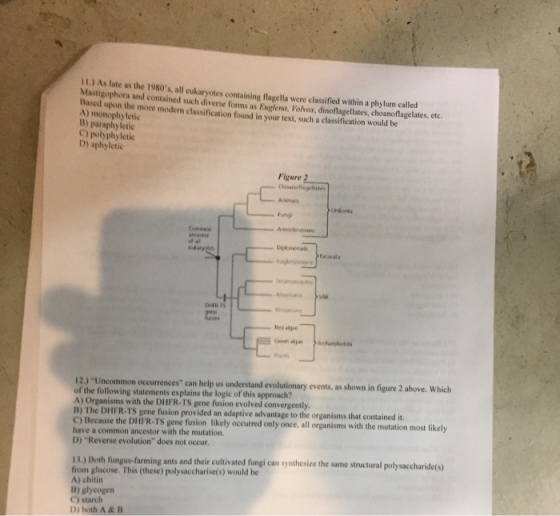 Asate as the 1980s, all eukaryotes containine alla were classified within a phylum called Masophora a contained such diverse