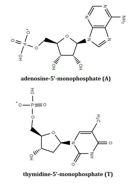 NH2 O-P OH adenosine-5-monophosphate (A) I 0- P= 0 H3C 111. thymidine-5-monophosphate (T)