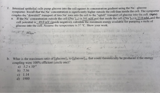 1. Intestinal epithelial cells pump glucose into the cell against its concentration gradient using the Na-glucose symporter.