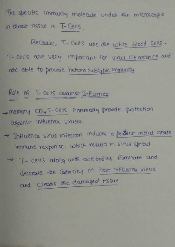 The specific immunity mole cule unde tRe micros.cope in rat tissue is T-Cells Becauue, T- Cells ae de white blood Cells T- ce