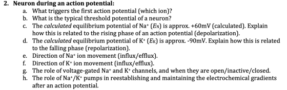 2. Neuron during an action potential: a. What triggers the first action potential (which ion)? b. What is the typical thresho