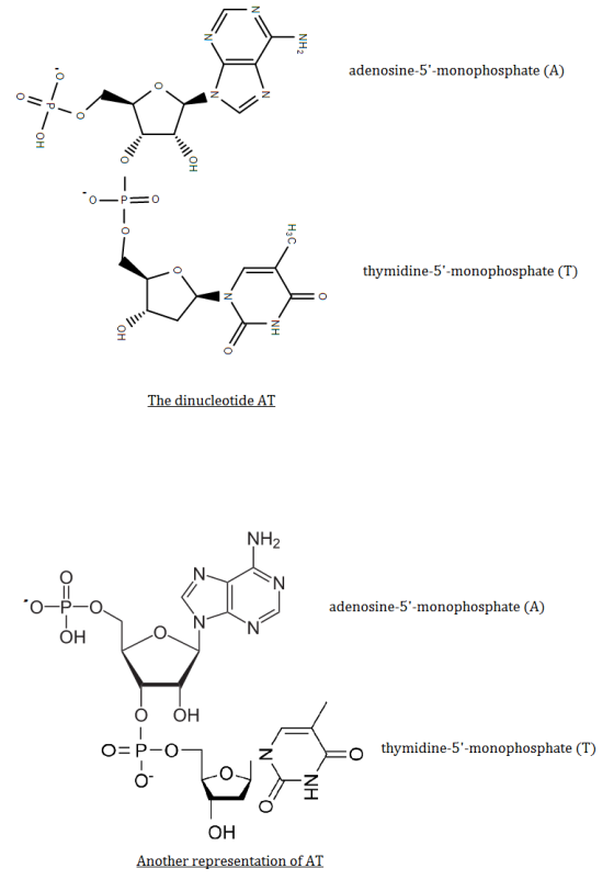 NH2 adenosine-5-monophosphate (A) “он — Р - 0 Н3С. thymidine-5-monophosphate (T) lin, e The dinucleotide AT NH2 SN •o-p-o 2