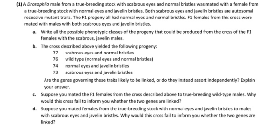 (1) A Drosophila male from a true-breeding stock with scabrous eyes and normal bristles was mated with a female from a true-b