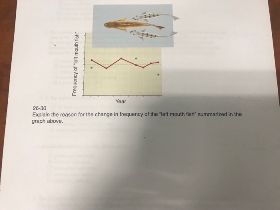 Year 26-30 Explain the reason for the change in frequency of the left mouth fish summarized in the graph above.