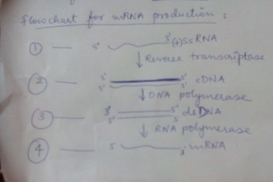 eDNA ↓ DNA A- RNA P チ