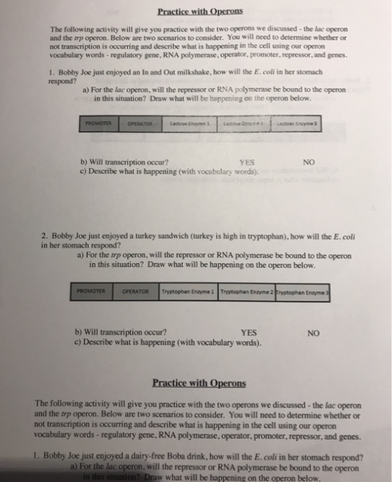 The following activity will give you practice with the two operons we discussed - the lac operon and the trp operon. Below are two scenarios to consider. You will need to determine whether or not transcription is occurring and describe what is happening in the cell using our operon vocabulary words - regulatory gene, RNA polymerase, operator, promoter, repressor, and genes. 1. Bobby Joe just enjoyed an In and Out milkshake, how will the E. coli in her stomach respond? a) For the lac operon, will the repressor or RNA polymerase be bound to the operon in this situation? Draw what will be happening on the operon below. OPERATOR Lactose Enzyme b) Will transcription occur? c) Describe what is happening (with vocabulary words). YES NO 2. Bobby Joe just enjoyed a turkey sandwich (turkey is high in tryptophan), how will the E. coli in this situation? Draw what will be happening on the operon below. PROMOTERİ OPERATOR |Tryptophan Enzyme 1 |Tryptophan Enzyme 2 ryptophan Ernme in her stomach respond? a) For the trp operon, will the repressor or RNA polymerase be bound to the operon b) Will transcription occur? c) Describe what is happening (with vocabulary words) YES NO Practice with Operons The following activity will give you practice with the two operons we discussed - the lac operon and the trp operon. Below are two scenarios to consider. You will need to determine whether or vocabulary words- regulatory gene, RNA polymerase, operator, promoter, repressor, and genes. 1. Bobby Joe just enjoyed a dairy-free Boba drink, how will the E.coli in her stomach respond? in this situation? Draw what will be happening on the operon below not transcription is occurring and describe what is happening in the cell using our operon a) For the lac operon, will the repressor or RNA polymerase be bound to the operon