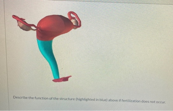 Describe the function of the structure (highlighted in blue) above if fertilization does not occur.