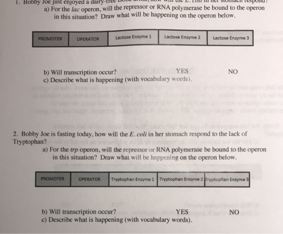 I. Bobby Joe just enjoyed a dairy-Tree D a) For the lac operon, will the repressor or RNA polymerase be bound to the operon in this situation? Draw what will be happening on the operon below Lactose Enzyme 1 Lactose Enzyme 2 Lactose Enzyme3 PROMOTER OPERATOR YES b) Will transcription occur? c) Describe what is happening (with vocabulary words). NO 2. Bobby Joe is fasting today, how will the E. coli in her stomach respond to the lack of Tryptophan? a) For the trp operon, will the repressor or RNA polymerase be bound to the operon in this situation? Draw what will be happening on the operon below. PROMOTER OPERATOR Tryptophan Enzyme 1 Tryptophan Enzyme 2 Tryptophan Enzyme 3 b) Will transcription occur? c) Describe what is happening (with vocabulary words). YES NO