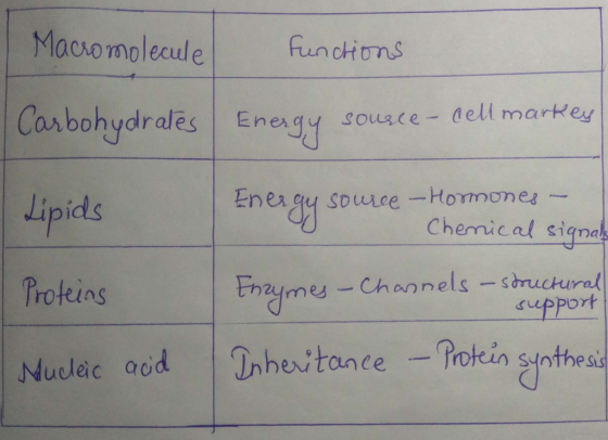 Macsomolecule funchons obo Lipids Enengy source Hormones - 尸 Chermical signa Proteins Fnzymes- Chonnels -strucura rupport ude
