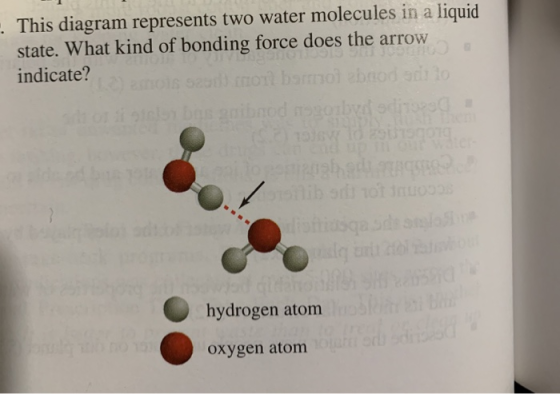 This diagram represents two water molecules in a liquid state. What kind of bonding force does the arrow indicate? mols se tr