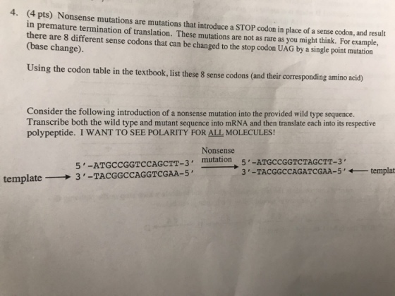 4. (4 pts) in premature termination of translation. These mutations are not as rare as you might think. For example, there are 8 different sense codons that can be changed to the stop codon UAG by a single point mutation (base change). Nonsense mutations are mutations that introduce a STOP codon in place of a sense codon, and result Using the codon table in the textbook, list these 8 sense codons (and their corresponding amino acid) Consider the following introduction of a nonsense mutation into the provided wild type sequence Transcribe both the wild type and mutant sequence into mRNA and then translate each into its respective polypeptide. I WANT TO SEE POLARITY FOR ALL MOLECULES! Nonsense 5 -ATGCCGGTCCAGCTT-3 mutation → 3-TACGGCCAGATCGAA-5 , ← templat - template → 3,-TACGGCCAGGTCGAA-5,