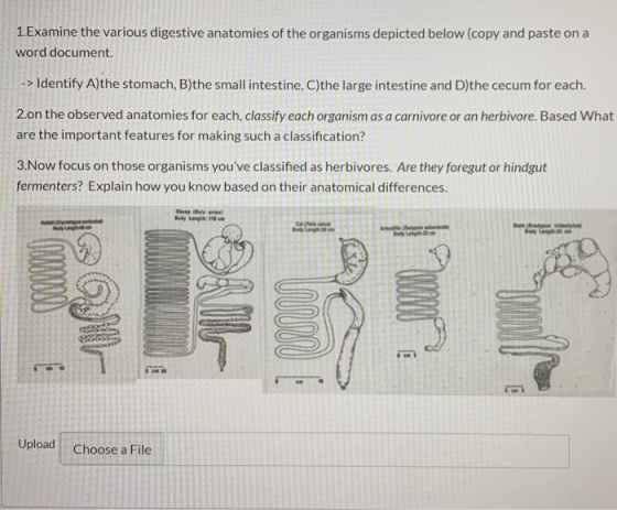 1.Examine the various digestive anatomies of the organisms depicted below (copy and paste on a word document. -> Identify A)t