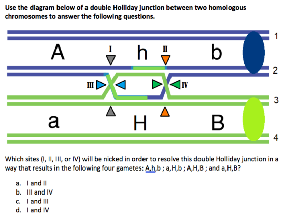 Use the diagram below of a double Holliday junction between two homologous chromosomes to answer the following questions. | b