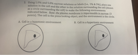 3. Using 1.0% and 5.0% sucrose solutions as labels (i.e., 1% & 5%), place one solution in the cell and the other in the solut