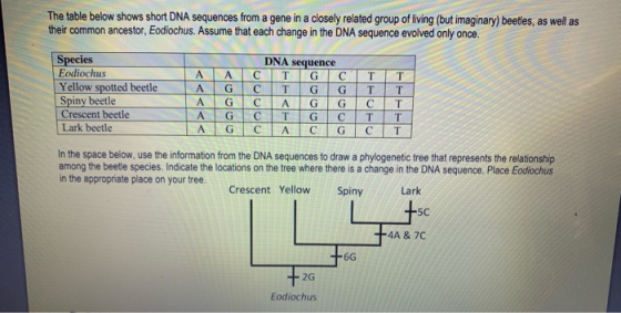 The table below shows short DNA sequences from a gene in a closely related group of living (but imaginary) beetles, as well a