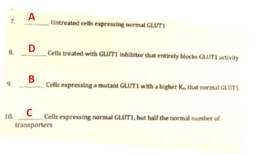Untreated cells expressing normal GLUT1 __Cells treated with GLUT1 inhibitor that entirely blocks GLUTI activity Cells expres