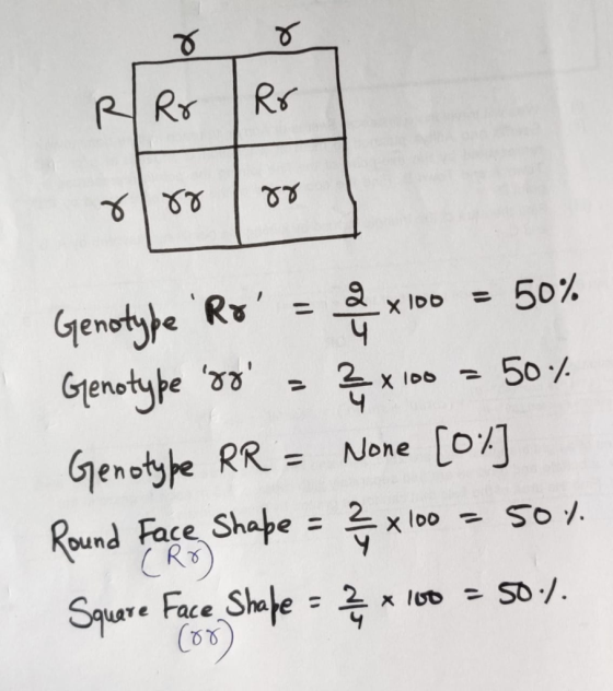 Rr DO SIMO Genotype Ro = 2 x 100 = 50% Genotype 88 - ? x 100 = 50%. Genotype RR = None [0%] Round Face Shape = ² x 100 =