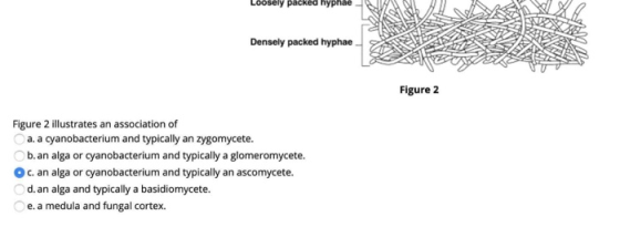 acked hyphae Densely packed hyphae Figure 2 Figure 2 illustrates an association of a. a cyanobacterium and typically an zygom