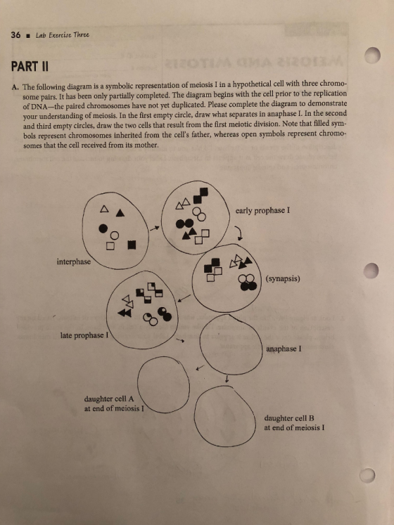 36 Lab Exercise Three PART II A. The following diagram is a symbolic representation of meiosis I in a hypothetical cell with three chromo- some pairs. It has been only partially completed. The diagram begins with the cell prior to the replication of DNA-the paired chromosomes have not yet duplicated. Please complete the diagram to demonstrate your understanding of meiosis. In the first empty circle, draw what separates in anaphase I. In the second and third empty circles, draw the two cells that result from the first meiotic division. Note that filled sym- bols represent chromosomes inherited from the cells father, whereas open symbols represent chromo- somes that the cell received from its mother early prophase I interphase (synapsis) cb late prophase I anaphase I daughter cell A at end of meiosis I daughter cell B at end of meiosis I