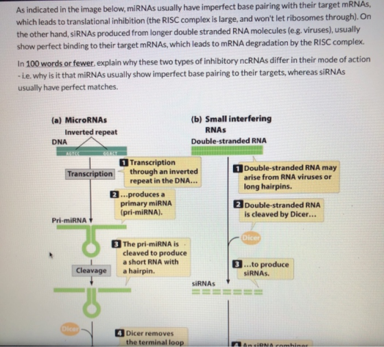 As indicated in the image below, miRNAs usually have imperfect base pairing with their target mRNAs, which leads to translati