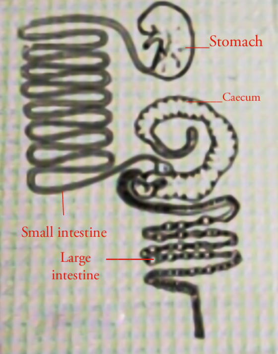 I IA Stomach ITRUU MIT Caecum NN. Small intestine Large intestine