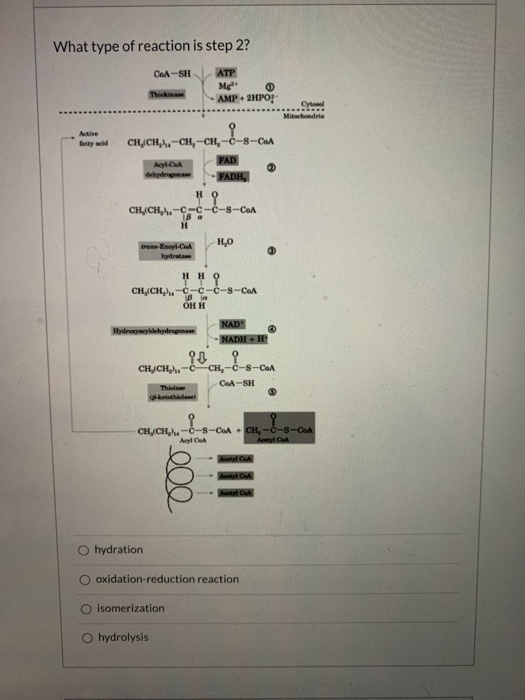 What type of reaction is step 2? CoA-SH ATP Mg AMP2HPO Thành HERE Miehenderia Active festyd CH, CH-CH-CH-ở-8-CoA Ayl-CoA FAD