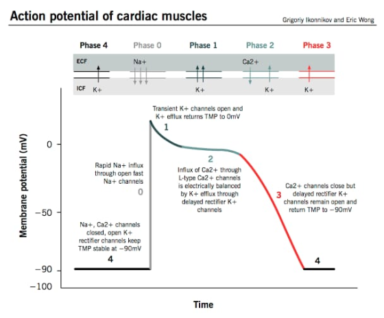 Action potential of cardiac muscles Grigoriy Ikonnikov and Eric Wong Phase 4 Phase Phase 1 Phase 2 Phase 3 ECF Na + Ca2+ ICF